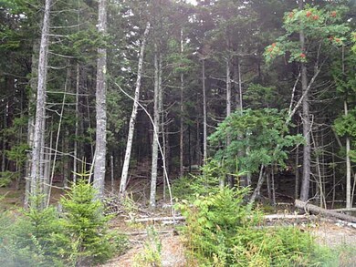 Land. High, dry, sunny lot!
