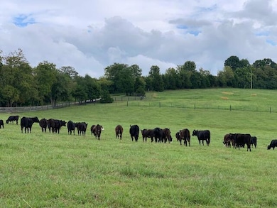 Calves on spring grass