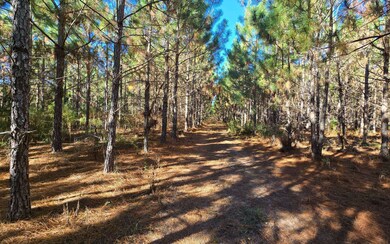 TBD-6 221st Rd, Dowling Park, FL 32060 - photo 4