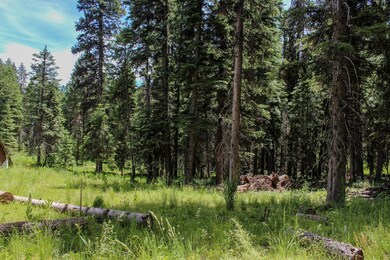 Grove of Trees on Property