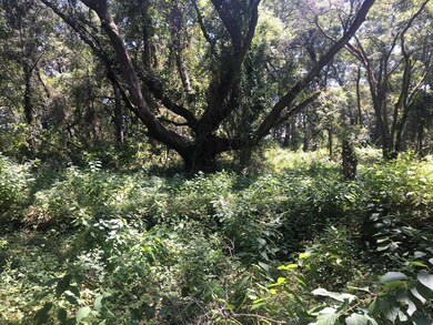 Old live oak