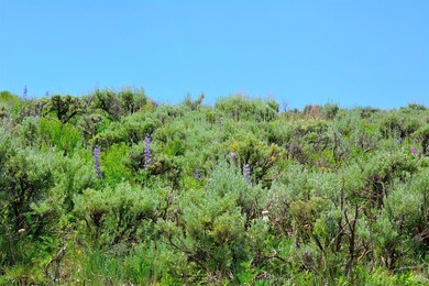 Wild lupine everywhere you look!
