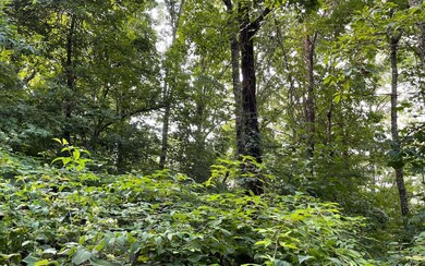 Additional View