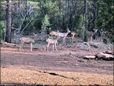 Mule Deer