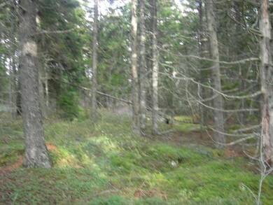 Beautiful, lush undergrowth.
