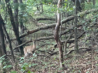 11500 Goose Lake Rd, Jonesville, MI 49250 - photo 5