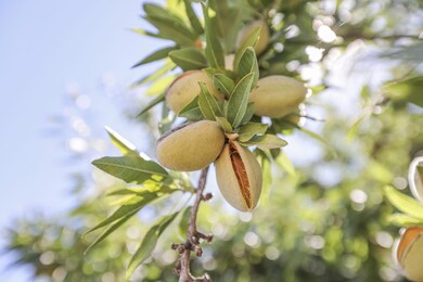 Porterville-Almonds-and-Walnuts_5-scaled