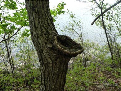 88B Rattlesnake Island, Alton, NH 03809 - photo 4