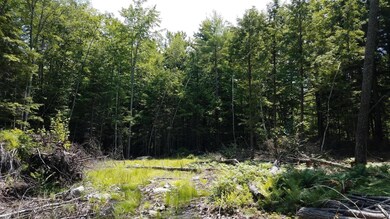 site clearing_7.8.19