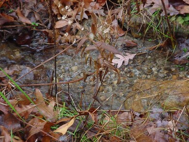 Stream