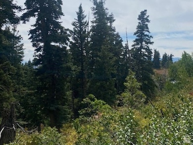 View of wooded area