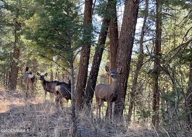 42 Forest View Rd, Cloudcroft, NM 88317 - photo 4