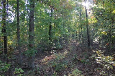 Trail through woods
