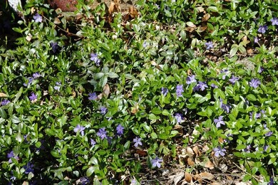 1559 Portsmouth Ave, Westchester, IL 60154 - photo 5