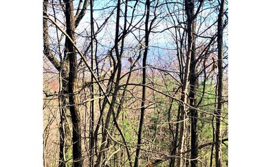 Additional View