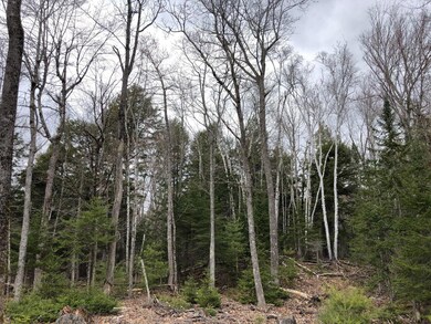 mixture of trees