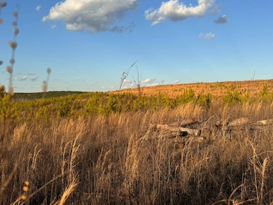 0 Hob Ward Rd, Winfield, AL 35594 - photo 3