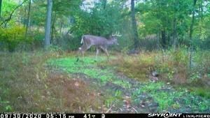 Trail Cam