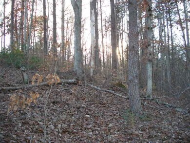 Wooded Lot
