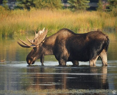 4631 S Falcon Cir, Heber City, UT 84032 - photo 4