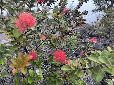 Native Ohias in bloom.