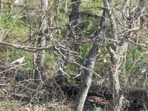 7.53 AC Whitehouse Rd, Fayetteville, AR 72701 - photo 7