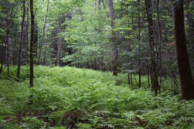 461 Manns Hill Rd, Littleton, NH 03561 - photo 4