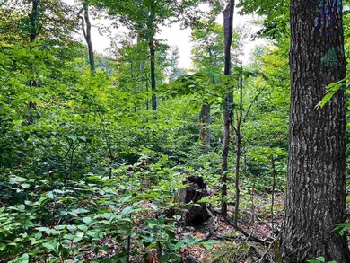 TBD Angeline's Trail, Beaver Island, MI 49782 - photo 3