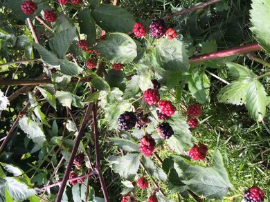 54915 Pear Rd, South Bend, IN 46628 - photo 3