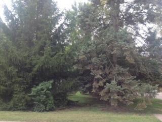 Trees on property