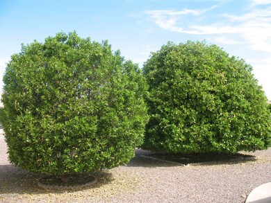 Back yard has mature fruit trees