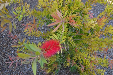 Low Water Desert Front - Bottle Brush