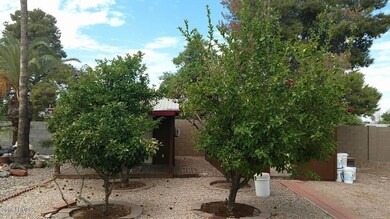 Alta vista Rear yard Trees