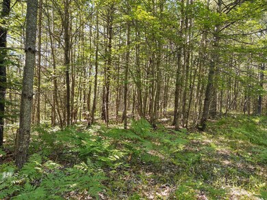 Gerard - McWilliams Lk Rd - woods