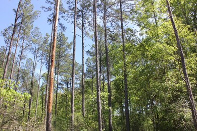 00 Hwy 103w, Lufkin, TX 75904 - photo 4