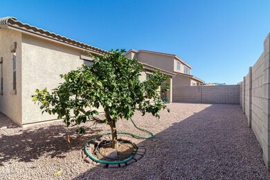 MEYER LEMON TREE