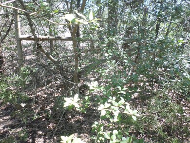 View of local wilderness