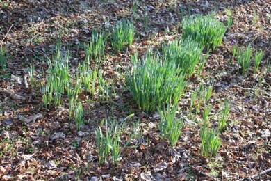 Daffodils!