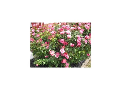 Front Exterior. Gorgeous Rose Bushes!