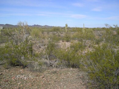 SAGUAROS
