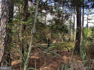 0 Toddville - Bishops Head Rd unit 1000999421, Toddville, MD 21672 - photo 4