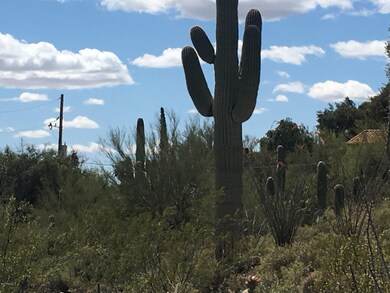 Abundant Desert Landscape