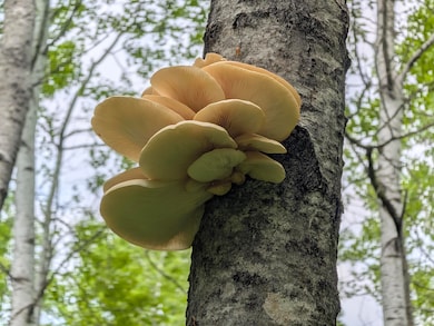 80 Acres Near Tar Paper Aly, Orienta, WI 54820 - photo 4