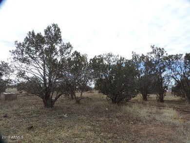 back yard (1)