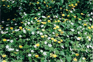 Scan_0002