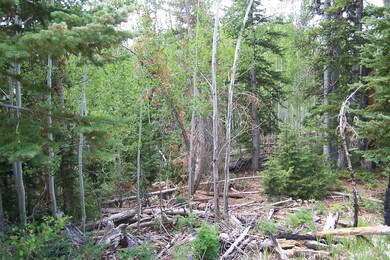 91 S Spring Cir unit SHC u-C b-F lot 19, Brian Head, UT 84719 - photo 5