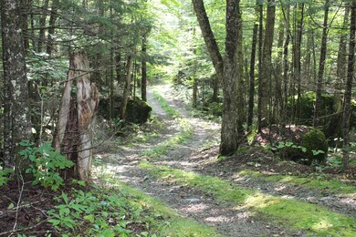 47 Nash Stream Rd, Stark, NH 03582 - photo 6