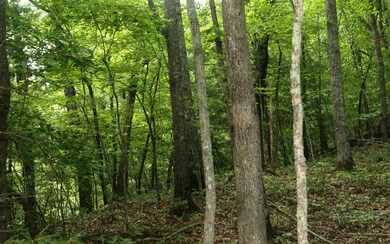 0 Turkey Trot Rd unit 290343, Morganton, GA 30560 - photo 3