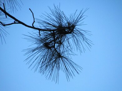 00 Hurst Tate Rd, Meigs, GA 31765 - photo 7