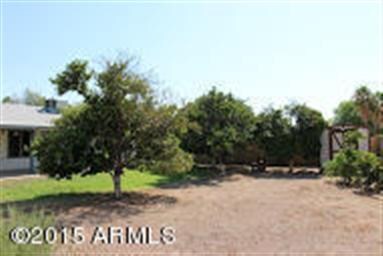 large back yard citrus trees